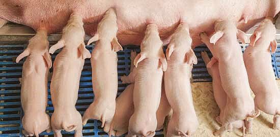  ARC-nutrition-Porcelets-sous-la-Mere.jpg
