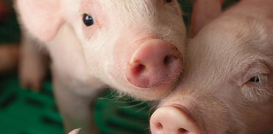 Porcelet ARC_Porcelet_PS.jpg